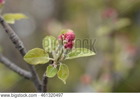 Idared Branch With Flower Buds In The Spring