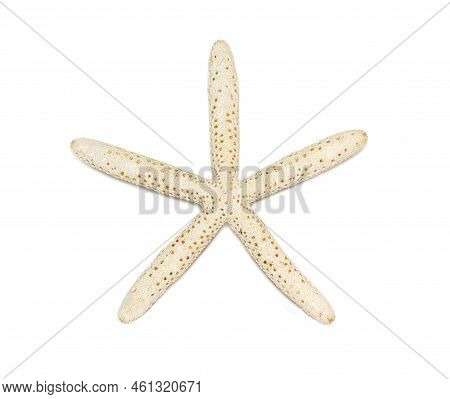 Image Of White Finger Starfish Isolated On White Background. Sea Stars. Undersea Animals. Sea Shells