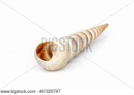 Image Of Pointed Cone Shell (terebridae) On A White Background. Undersea Animals. Sea Shells.