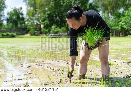 Amateur Asian Man Tests And Tries To Transplant Rice Seedlings In Paddy Rice Field In The Open Sky D