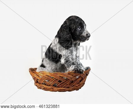 An Adorable Black And White Spaniel Puppy Sits In A Wicker Basket. Photo Of A Dog Isolated On A Whit