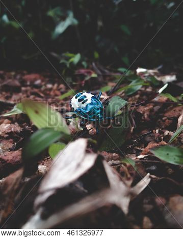 Extreme Closeup Of Cotton Harlequin Bug, Isolated.