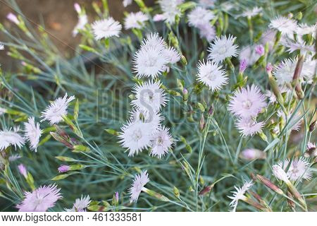 Many Small Pale Pink Carnation Flowers On A Background Of Grey-green Leaves. Pentecost Carnation (di