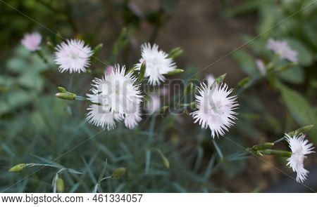 Many Small Pale Pink Carnation Flowers On A Background Of Grey-green Leaves. Pentecost Carnation (di