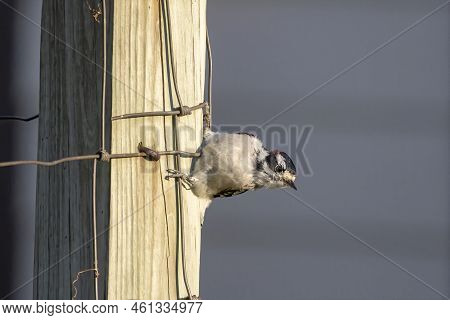 The Downy Woodpecker (dryobates Pubescens) In The Garden.  It Is The Smallest Woodpecker In North Am