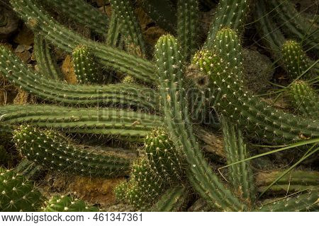 Echinopsis Candicans   Is A Species Of Cactus In The Botanical Garden.