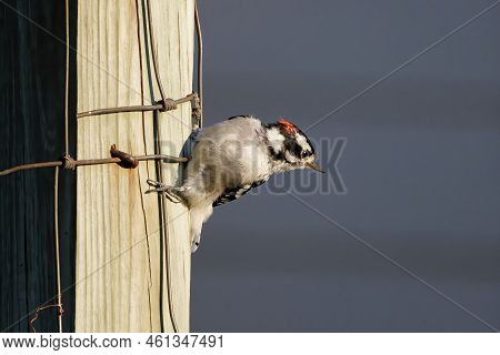 The Downy  Woodpecker (dryobates Pubescens) In The Garden.  It Is The Smallest Woodpecker In North A