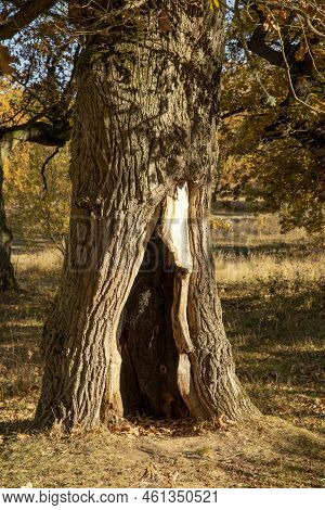 Autumn Oak Tree Foliage. Yellow Quercus Leaves In The Fall. Gavurky. Slovakia.