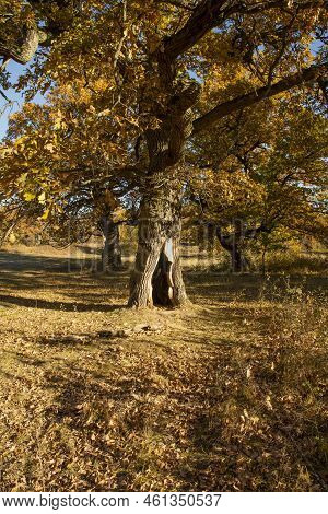 Autumn Oak Tree Foliage. Yellow Quercus Leaves In The Fall. Gavurky. Slovakia.