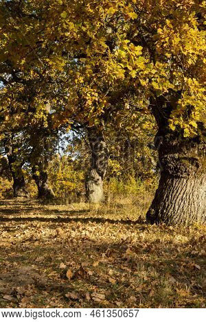 Autumn Oak Tree Foliage. Yellow Quercus Leaves In The Fall. Gavurky. Slovakia.