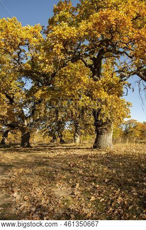 Autumn Oak Tree Foliage. Yellow Quercus Leaves In The Fall. Gavurky. Slovakia.