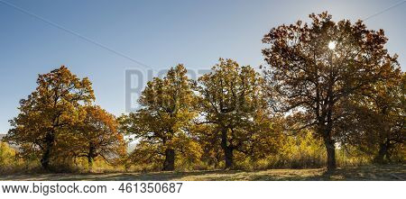 Autumn Oak Tree Foliage. Yellow Quercus Leaves In The Fall. Gavurky. Slovakia.