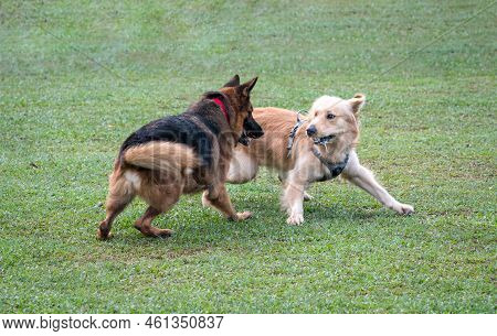 German Shepherd And Golden Retriever Playing Or Fighting In The Field. Dog Socialize And Purebred Co