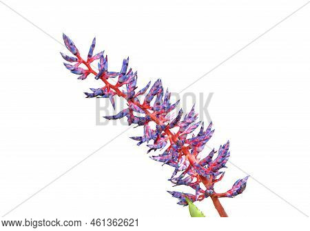 A Aechmea Dichlamydea Var Trinitensis Isolated Flowers