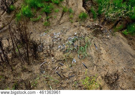 A Slope Covered With Horsetail. Inhabits Inhospitable Places With A Minimum Of Nutrients. A Bird Tor