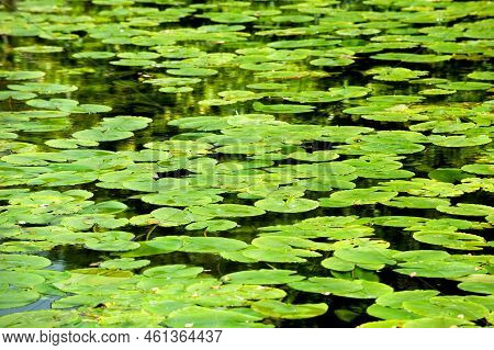Green Water Lily -water Plant With Oval , Floating Leaves On Summer Time