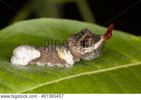 A Giant Swallowtail Butterfly Larva (papilio Cresphontes), Also Known As An Orange Dog Resembles A B