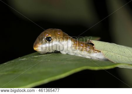 A Spicebush Butterfly Larva (papilio Troilus) Avoids Predation By Constructing A Leaf Shelter To Hid