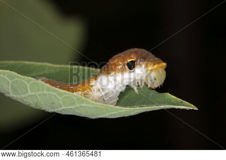 Spicebush Butterfly Larva (papilio Troilus) Feeding On A Spicebush Leaf - Grand Bend, Ontario, Canad