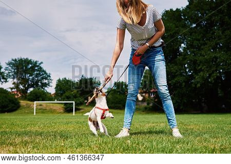 Owner Playing With Dog At Green Field, Woman Training Her Dog, Pet Bites Stick While Walking Outdoor