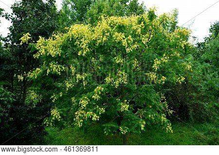 It Sprouts Bronze-pink, Has A Fresh Green Color In Summer And Turns Fiery Orange In Autumn And Then 