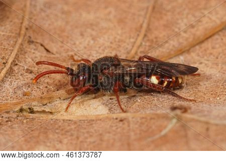 Closeup On A Small Colorful Red Large Bear-clawed Nomad Bee, Nomada Alboguttata Sitting On A Dried L