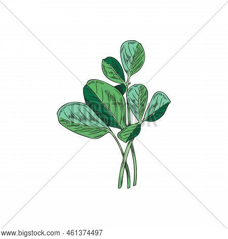 Fenugreek Herbaceous Plant For Food Flavoring Vector Illustration Isolated.