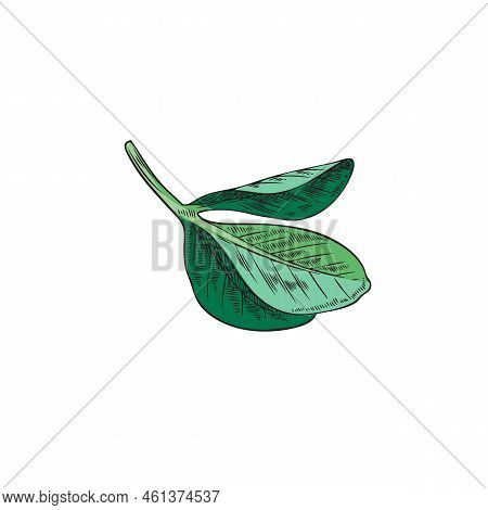 Fenugreek Green Fresh Leaves Hand Drawn Vector Illustration Isolated On White.