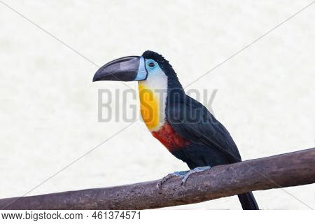 Toucan-ariel (lat. Ramphastos Vitellinus) With A Beautiful Yellow Breast And A Powerful Large Beak S