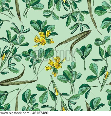 Fenugreek Plant And Seamless Pattern Design Vector Illustration.