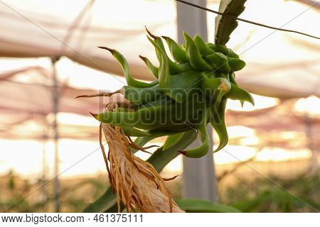 Dragon Flower Bud Or White Fleshed Pitahaya Blooms. Scientific Name Hylocereus Undatus.