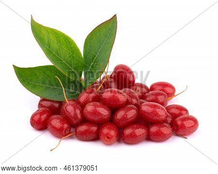 Elaeagnus Multiflora Isolated On White Background. Cherry Elaeagnus, Cherry Silverberry, Goumi Or Gu