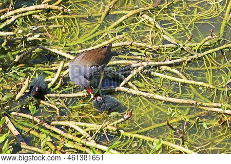 Moorhen Feeding Her Chicks Standing On Waterweed