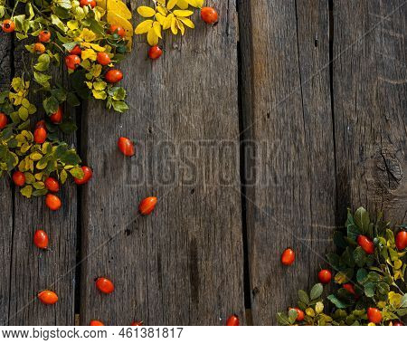 Rosehip Berries On Wooden Rustic Background. Rosehip Branches. Banner