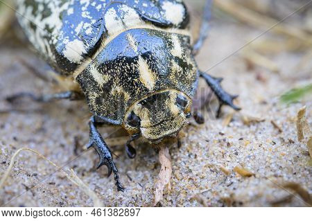 A Big Scarab Beetle (polyphylla Fullo) Walking On Sand, France