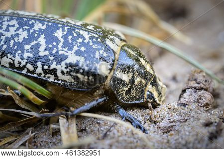 A Big Scarab Beetle (polyphylla Fullo) Walking On Sand, France