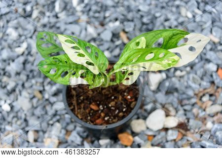 Monstera Adansonii Albo  Variegated Giant In The Pot