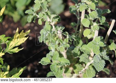Horehound In The Summer In The Herb Garden