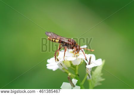 Closeup Of A Nice Red Colored Flavous Nomad Bee, Nomada Flava Sipping Nectar From Garlic Mustard, Al
