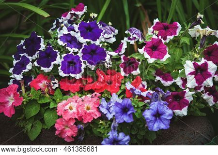 Garden Petunias, Petunia Hybrida Purple Red Blue White Flowers In Backyard Flowerbed