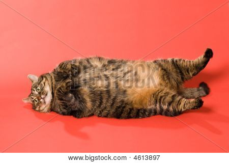 큰 고양이