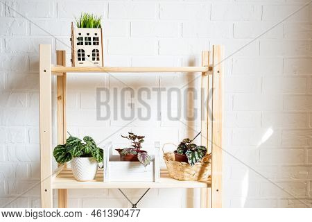 Home Potted Plant Begonia Decorative Deciduous In The Interior Of The House. Hobbies In Growing, Car