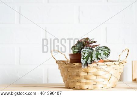 Home Potted Plant Begonia Decorative Deciduous In The Interior Of The House. Hobbies In Growing, Car