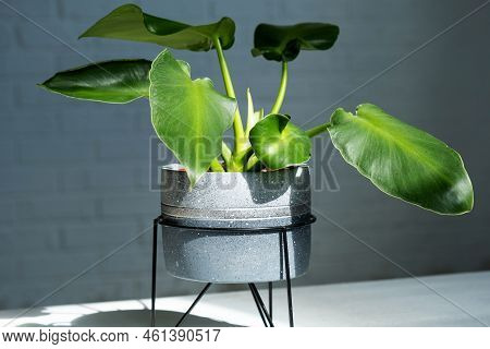 Philodendron Rugosum Close-up In The Interior. Houseplant Growing And Caring For Indoor Plant