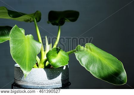 Philodendron Rugosum Close-up In The Interior. Houseplant Growing And Caring For Indoor Plant