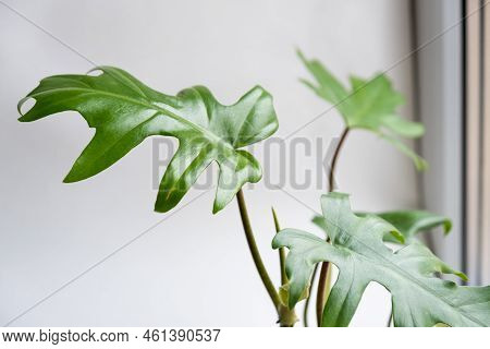 Philodendron Mayo In The Interior Of The House. Carved Leaves Of A Houseplant In A Pot. Care And Cul