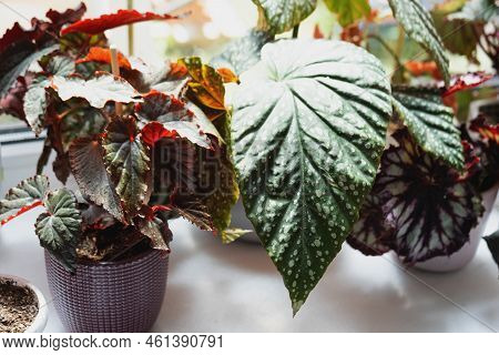 Home Potted Plant Begonia Decorative Deciduous In The Interior Of The House. Hobbies In Growing, Car