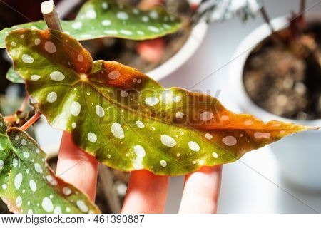 Home Potted Plant Begonia Decorative Deciduous In The Interior Of The House. Hobbies In Growing, Car