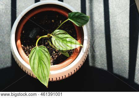Philodendron Plowmanii A Small Rooted Stalk In A Pot Close-up. Breeding Of Rare Species Of Houseplan