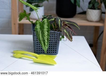 Transplanting A Home Plant Into A New Pot. Replanting Philodendron, Exotic Plants, Caring And Reprod